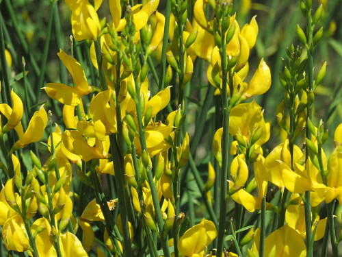 0034g-e1509224789931.jpg Метельник