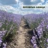Лаванда "Королівська" (до 10 шт - 60 грн, від 10 шт - 50 грн)