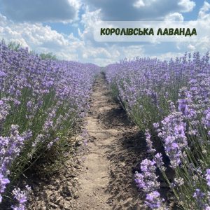 xr:d:DAFg9Z3rZG0:429,j:7074430487950105833,t:23083019 Лаванда "Королівська" (до 10 шт - 60 грн, від 10 шт - 50 грн)