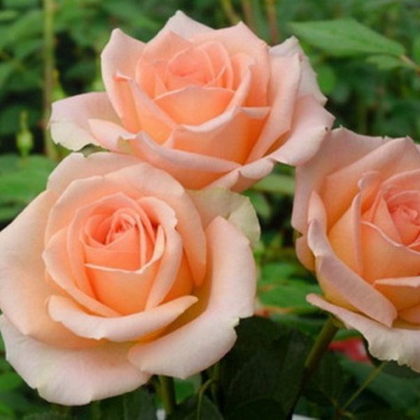 Версилія (VERSILLIA)