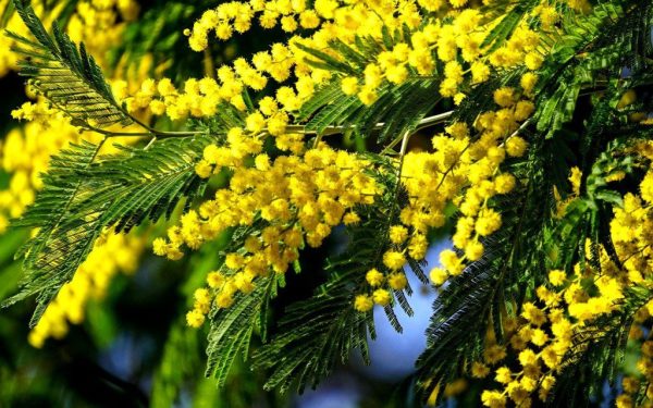 Мімоза (Acacia Dealbata)