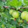 1068306806_w640_h640_1068306806.webp Аґрус (крижовнік) "Джерело"