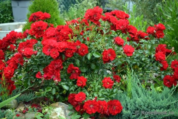 11b5f46e4b19fb34-1.jpg Троянда Аустріана грунто-покривна