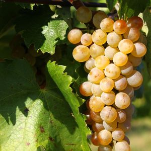 1200px-furmint_grape_cluster.jpg Виноград "Фурмінт"(винний сорт пізній)