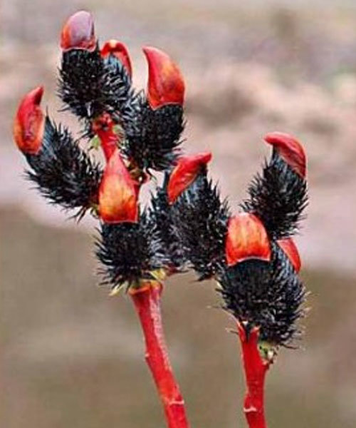 12286.970.jpg Верба "Меланостахіс" на штамбі - ( висота штамбу 180 - 190 см )