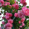 135775530-1.jpg Троянда "Хендель" плетиста