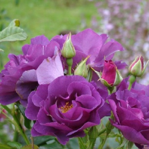 14493958180301-500x500-1-1.jpg Плетиста троянда "Рапсодія ін Блу" (Rhapsody in Blue)