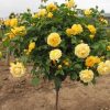 Троянда на штамбі піоноподібна Первобутня лимонного кольору