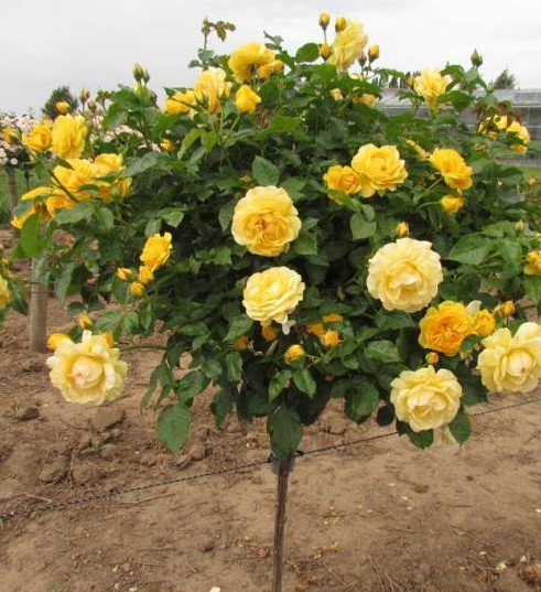 Троянда на штамбі піоноподібна Первобутня лимонного кольору