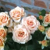 1566847502_w600_h600_1566847502-1.webp Троянда Прімадонна (Prima Donna)
