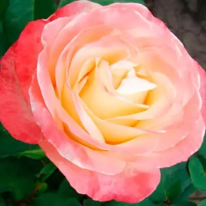 1587049655_w640_h640_roza-chajno-gibridnaya-bella-1.webp Троянда Бела Перла (Belle Perle)