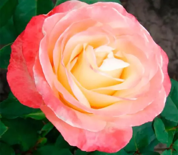 1587049655_w640_h640_roza-chajno-gibridnaya-bella-1.webp Троянда Бела Перла (Belle Perle)