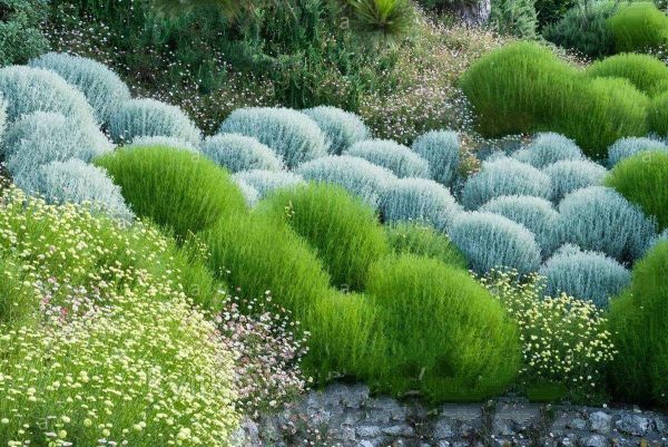 Сантоліна блакитна