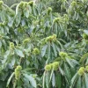 Каштан їстівний (Castanea sativa)