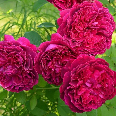 17192aa80e10c40ad4c8f559aa2b7a87-1.jpg Троянда паркова  Вільям Шекспір (William Shakespeare)