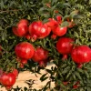 1893536379_w600_h600_1893536379.webp Гранат садовий «Ачіканор»