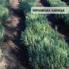 Лаванда "Королівська" (до 10 шт - 60 грн, від 10 шт - 50 грн)