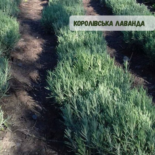 Лаванда "Королівська" (до 10 шт - 60 грн, від 10 шт - 50 грн)