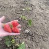 2-5.jpg Полуниця "Альба" (дуже сорт ранній) Продаємо від 10 шт одного сорту