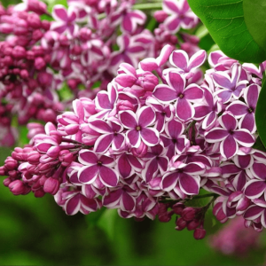 2023-05-08_155027785.png Бузок Сенсація, відкрита коренева