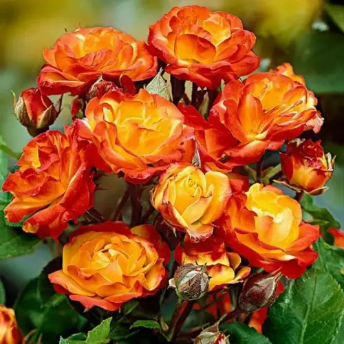 2252233795_w640_h640_2252233795-1.webp Штамбова троянда з шикарними жовто-червоними квітками