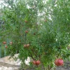 2416820981_w640_h640_sadzhantsi-granatu-vulichnogo.webp Гранат садовий «Ачіканор»
