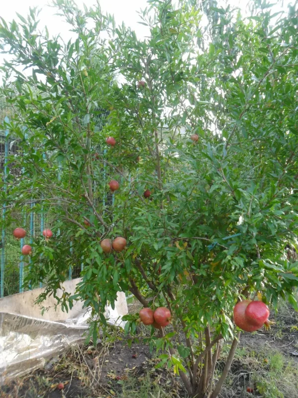2416820981_w640_h640_sadzhantsi-granatu-vulichnogo.webp Гранат садовий «Ачіканор»