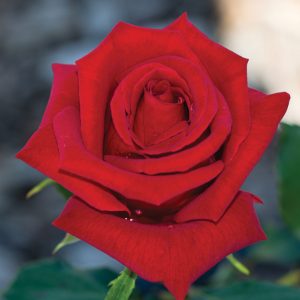 24253_rose_veteranshonorweb_jung20-1.jpg Троянда на штамбі яскраво-червоні бутони