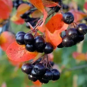 2543668917_w640_h640_aroniya-chernoplodnaya-grandifolia.webp Аронія штамб