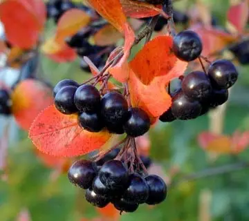 2543668917_w640_h640_aroniya-chernoplodnaya-grandifolia.webp Аронія штамб