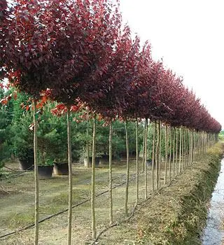 2903481715_w700_h500_sliva-pisardi-.webp Cлива "Пісарді" на штамбі