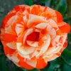 2908224274_w640_h640_roza-orange-intuition-1.webp Троянда Оранж Інтуишн (Orange Intuition)