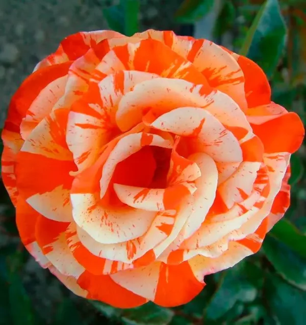 2908224274_w640_h640_roza-orange-intuition-1.webp Троянда Оранж Інтуишн (Orange Intuition)
