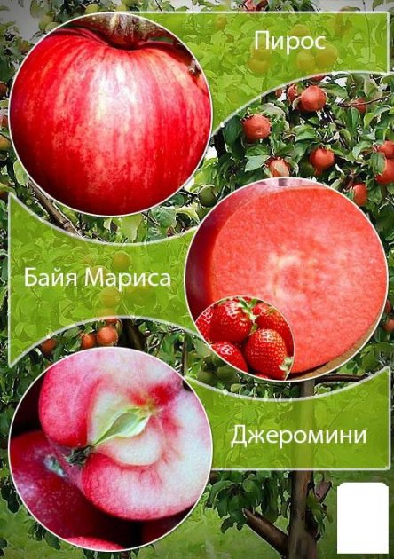 294064180.jpg Дерево-сад Яблуня "Пірос+Джеромін-ФУДЖІ-ЧОРНИЙ ПРИНЦ
