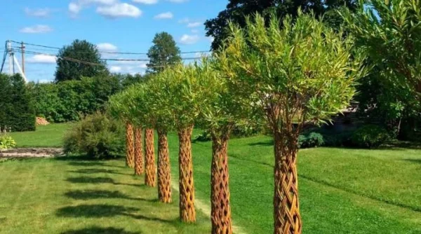 295168093.webp Верба плетена Лучникова висота-160 см