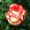 2e805195e241156da356cafd649ea0d6-1.jpg Троянда Блаш (Blush)