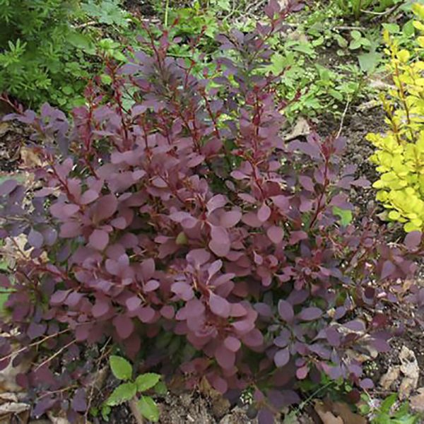 2fd97345-c68c-11ea-af9f-9f4d08b8be87.jpg Барбарис декоративний червонолистий