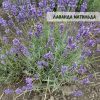 Лаванда "Матильда" (до 10 шт - 60 грн, від 10 шт - 50 грн)