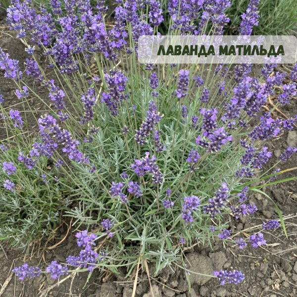 Лаванда "Матильда" (до 10 шт - 60 грн, від 10 шт - 50 грн)
