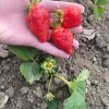 3.jpg Полуниця "Альба" (дуже сорт ранній) Продаємо від 10 шт одного сорту