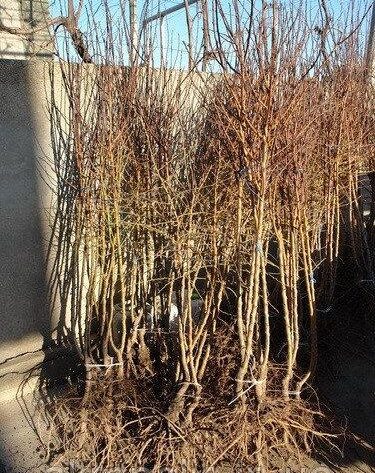 Мигдаль Форос