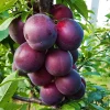 3137983935_sazhentsy-alychi-globus.webp Алича Глобус