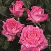3180234080_w500_h500_sazhentsy-roz-wild-1.webp Троянда Вайлд Топаз (Wild Topaz)