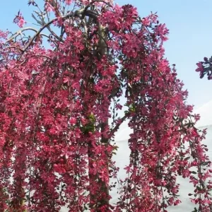 3268946637_w700_h500_yablonya-plakuchaya-royal.webp Яблуня "Рояль Бюті Плакуча" на штамбі