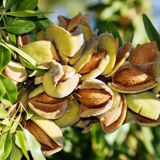 Мигдаль Форос