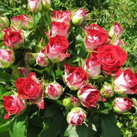 3735718795_w700_h500_roza-bordyurnaya-rubi-1.webp Троянда спрей Рубі Стар