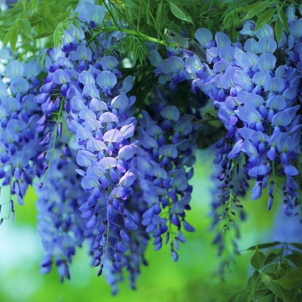 3c988f8db65837cb881b24a52b06c461.jpg Гліцинія темно-фіолетова "Аватар"