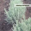 Лаванда "Матильда" (до 10 шт - 60 грн, від 10 шт - 50 грн)