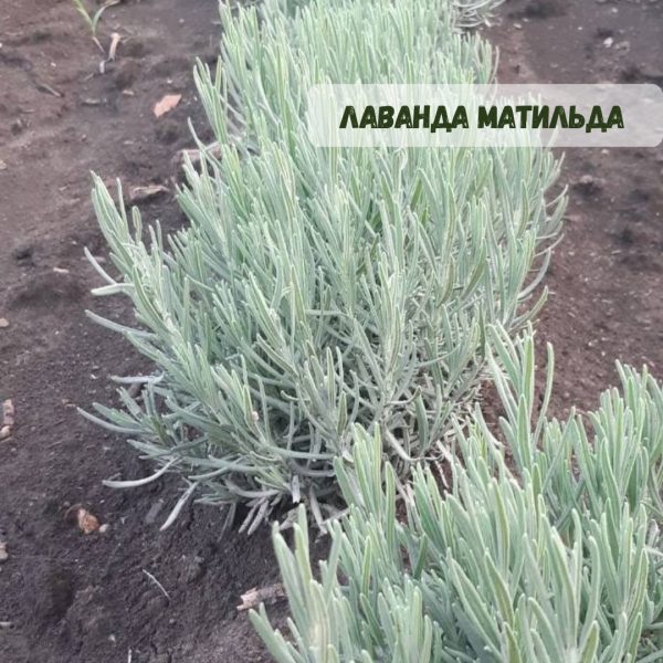 Лаванда "Матильда" (до 10 шт - 60 грн, від 10 шт - 50 грн)
