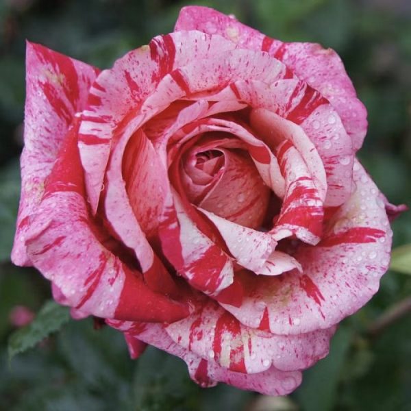 Штамбова троянда Авангард